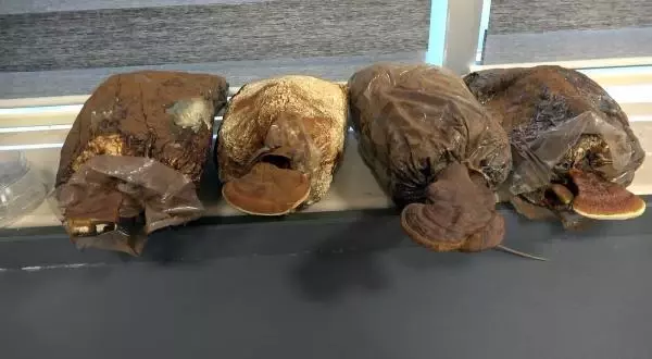 2 bin yıllık tarihi olan 'ölümsüzlük mantarı' Düzce'de üretildi 2 bin yıllık tarihi olan 'ölümsüzlük mantarı' Düzce'de üretildi