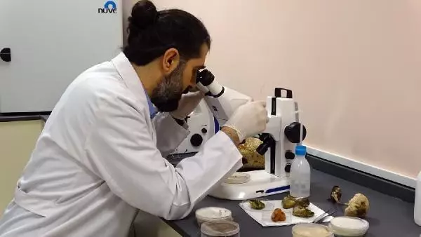 2 bin yıllık tarihi olan 'ölümsüzlük mantarı' Düzce'de üretildi 2 bin yıllık tarihi olan 'ölümsüzlük mantarı' Düzce'de üretildi
