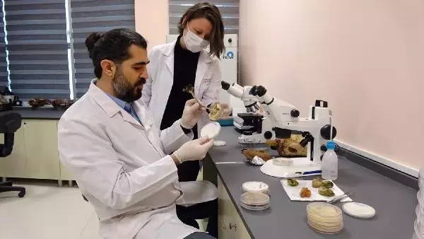 2 bin yıllık tarihi olan 'ölümsüzlük mantarı' Düzce'de üretildi 2 bin yıllık tarihi olan 'ölümsüzlük mantarı' Düzce'de üretildi