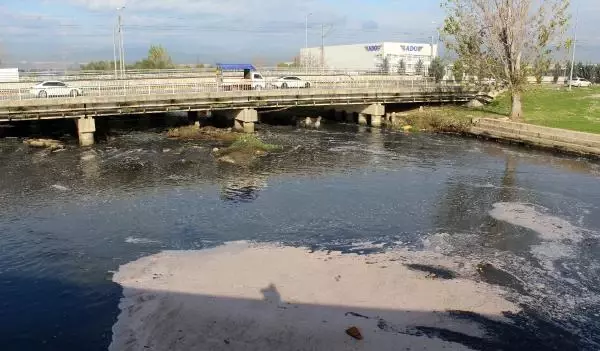 Şelalede ölen balıklar denizde martılara yem oldu Şelalede ölen balıklar denizde martılara yem oldu