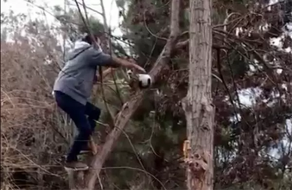 Ağaçta mahsur kalan kedi, vatandaşlar tarafından kurtarıldı Ağaçta mahsur kalan kedi, vatandaşlar tarafından kurtarıldı