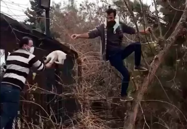 Ağaçta mahsur kalan kedi, vatandaşlar tarafından kurtarıldı Ağaçta mahsur kalan kedi, vatandaşlar tarafından kurtarıldı