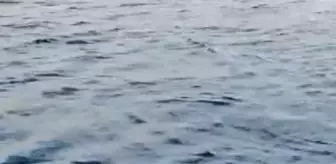 Son dakika haber... Akdeniz foku, açık denizde ölü bulundu