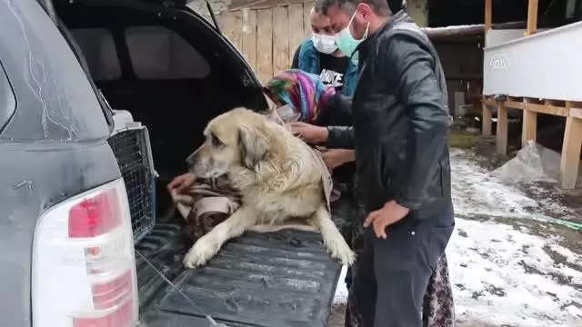 Av tüfeğiyle vurulan köpek tedavi altına alındı Av tüfeğiyle vurulan köpek tedavi altına alındı