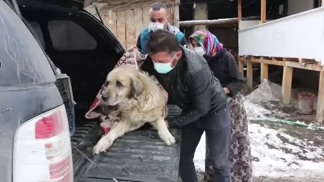 Av tüfeğiyle vurulan köpek tedavi altına alındı Av tüfeğiyle vurulan köpek tedavi altına alındı