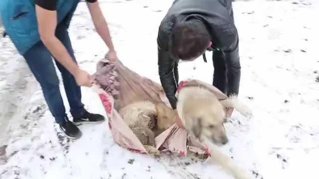 Av tüfeğiyle vurulan köpek tedavi altına alındı Av tüfeğiyle vurulan köpek tedavi altına alındı