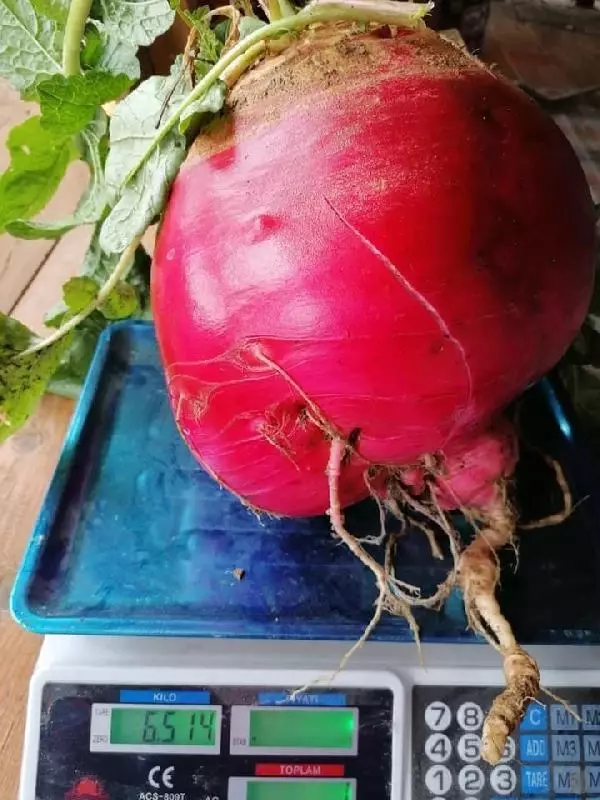Bahçesinde 6.5 kilo ağırlığında turp yetiştirdi Bahçesinde 6.5 kilo ağırlığında turp yetiştirdi
