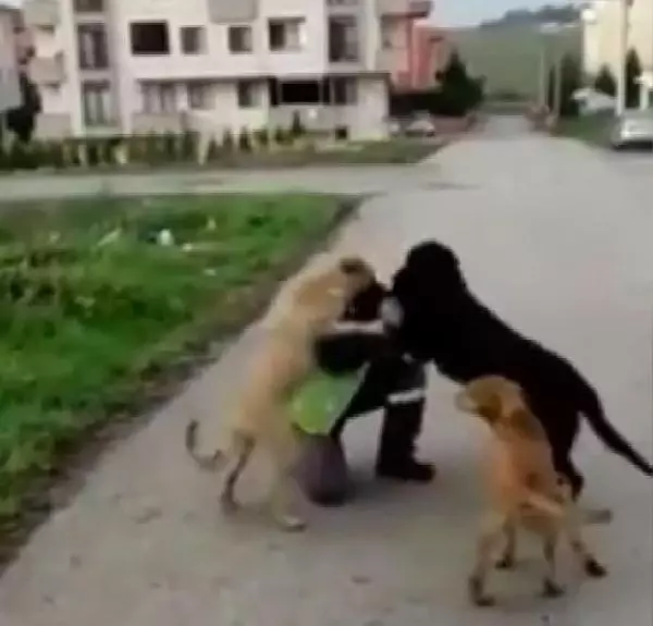 KOCAELİ'nin Darıca Belediyesi'nde görevli bir işçisinin, beslediği sokak köpekleriyle oynadığı anların görüntüsü yürekleri ısıttı. KOCAELİ'nin Darıca Belediyesi'nde görevli bir işçisinin, beslediği sokak köpekleriyle oynadığı anların görüntüsü yürekleri ısıttı.