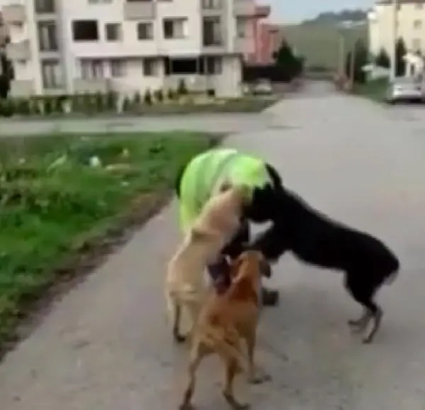 KOCAELİ'nin Darıca Belediyesi'nde görevli bir işçisinin, beslediği sokak köpekleriyle oynadığı anların görüntüsü yürekleri ısıttı. KOCAELİ'nin Darıca Belediyesi'nde görevli bir işçisinin, beslediği sokak köpekleriyle oynadığı anların görüntüsü yürekleri ısıttı.