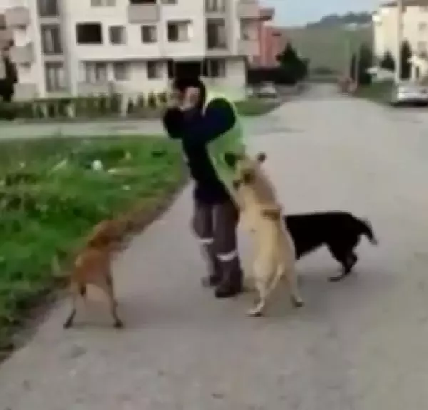 KOCAELİ'nin Darıca Belediyesi'nde görevli bir işçisinin, beslediği sokak köpekleriyle oynadığı anların görüntüsü yürekleri ısıttı. KOCAELİ'nin Darıca Belediyesi'nde görevli bir işçisinin, beslediği sokak köpekleriyle oynadığı anların görüntüsü yürekleri ısıttı.