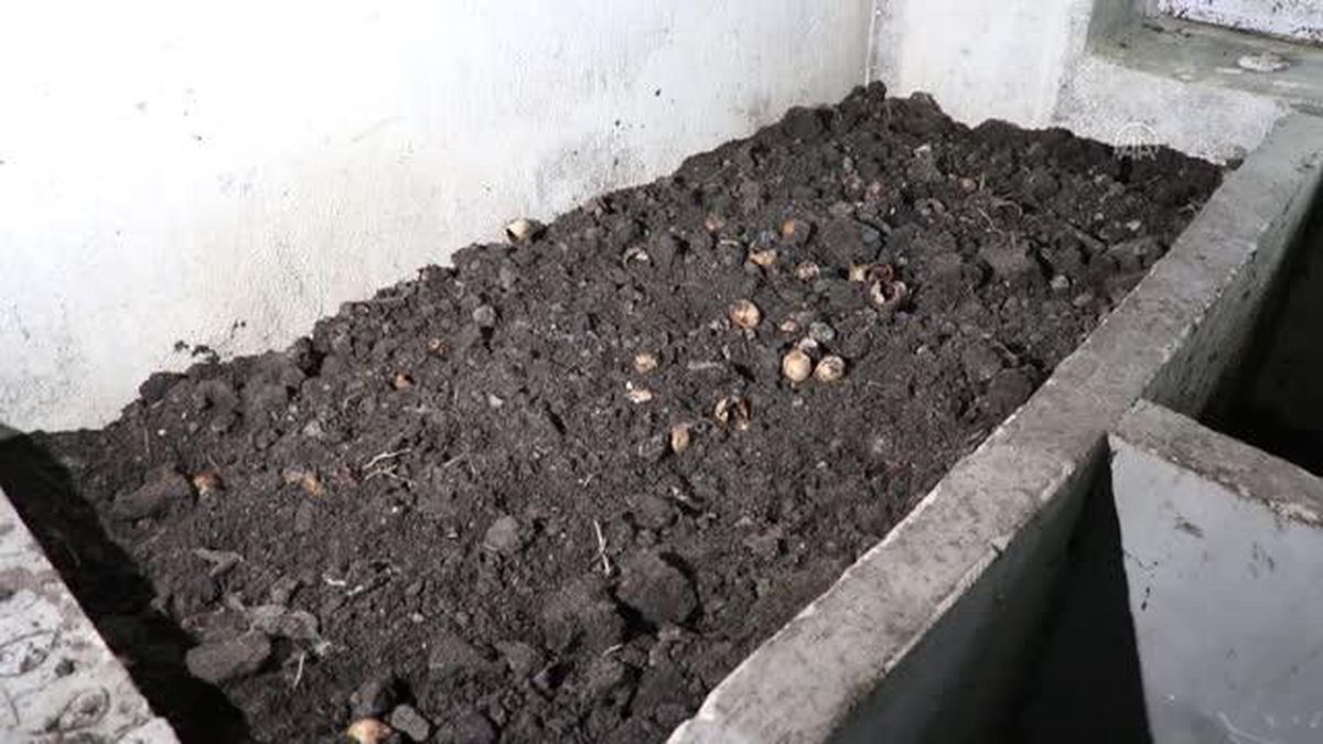 Bir kasayla başladığı solucan gübresi üretiminde aylık 5 tona ulaştı