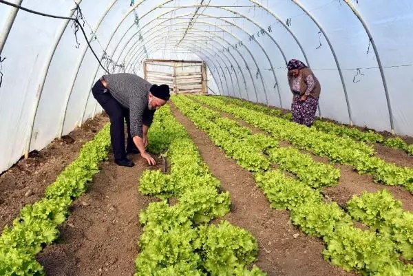 Edirneli sebze üreticileri seralarda dona karşı önlem alıyor Edirneli sebze üreticileri seralarda dona karşı önlem alıyor