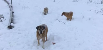 Hayvansever karlı havada sokak hayvanlarını unutmadı