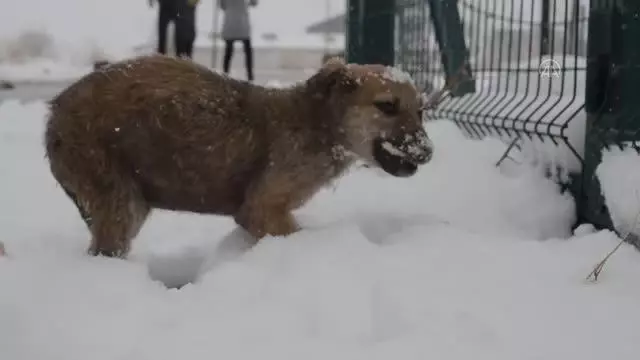 Hayvanseverler karda yiyecek bulmakta güçlük çeken sokak köpeklerini besledi Hayvanseverler karda yiyecek bulmakta güçlük çeken sokak köpeklerini besledi