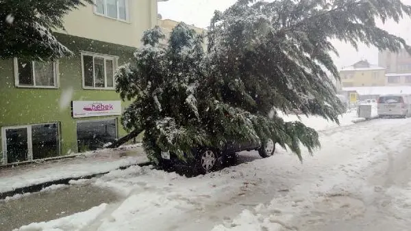 Kar yağışına dayanamayan ağaç cipin üzerine devrildi Kar yağışına dayanamayan ağaç cipin üzerine devrildi