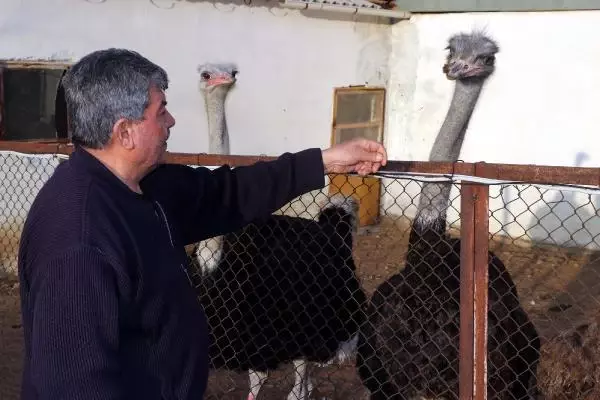 Kırşehir'de deve kuşu yetiştiricisi: Siparişlere yetişemiyoruz Kırşehir'de deve kuşu yetiştiricisi: Siparişlere yetişemiyoruz