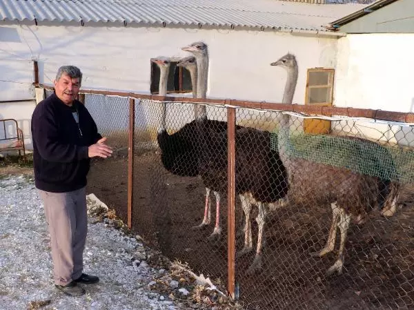 Kırşehir'de deve kuşu yetiştiricisi: Siparişlere yetişemiyoruz Kırşehir'de deve kuşu yetiştiricisi: Siparişlere yetişemiyoruz