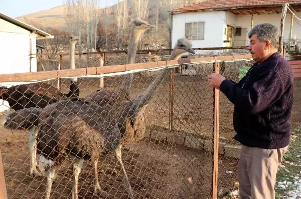 Kırşehir'de deve kuşu yetiştiricisi: Siparişlere yetişemiyoruz Kırşehir'de deve kuşu yetiştiricisi: Siparişlere yetişemiyoruz