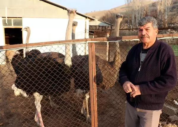Kırşehir'de deve kuşu yetiştiricisi: Siparişlere yetişemiyoruz Kırşehir'de deve kuşu yetiştiricisi: Siparişlere yetişemiyoruz