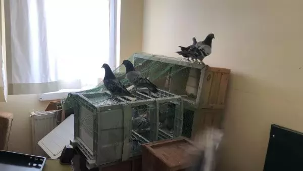 Son Dakika | Kontrol noktasından kaçan şüphelilerin evinde çalıntı güvercin ve pitbull bulundu Son Dakika | Kontrol noktasından kaçan şüphelilerin evinde çalıntı güvercin ve pitbull bulundu