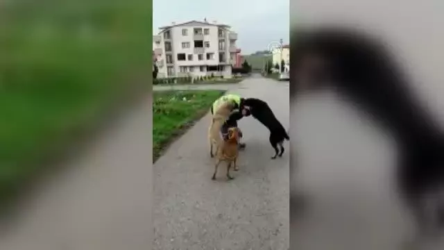 Köpeklerin kendilerini besleyen belediye çalışanına sevgisi gülümsetti Köpeklerin kendilerini besleyen belediye çalışanına sevgisi gülümsetti
