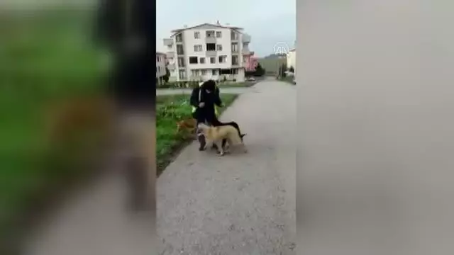 Köpeklerin kendilerini besleyen belediye çalışanına sevgisi gülümsetti Köpeklerin kendilerini besleyen belediye çalışanına sevgisi gülümsetti