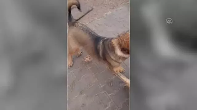 Kuş derneğinde sokak köpekleri de unutulmuyor Kuş derneğinde sokak köpekleri de unutulmuyor