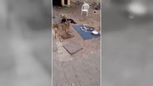 Kuş derneğinde sokak köpekleri de unutulmuyor Kuş derneğinde sokak köpekleri de unutulmuyor