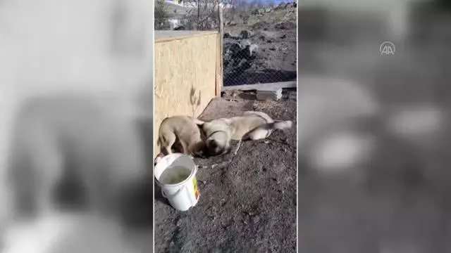 Kuş derneğinde sokak köpekleri de unutulmuyor Kuş derneğinde sokak köpekleri de unutulmuyor