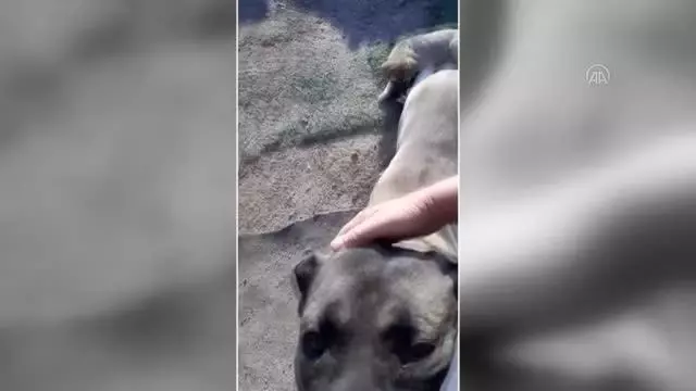 Kuş derneğinde sokak köpekleri de unutulmuyor Kuş derneğinde sokak köpekleri de unutulmuyor