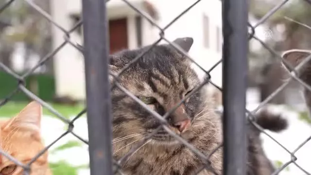 Sahipsiz kediler 'villa'daki sobanın başında kışın tadını çıkarıyor Sahipsiz kediler 'villa'daki sobanın başında kışın tadını çıkarıyor