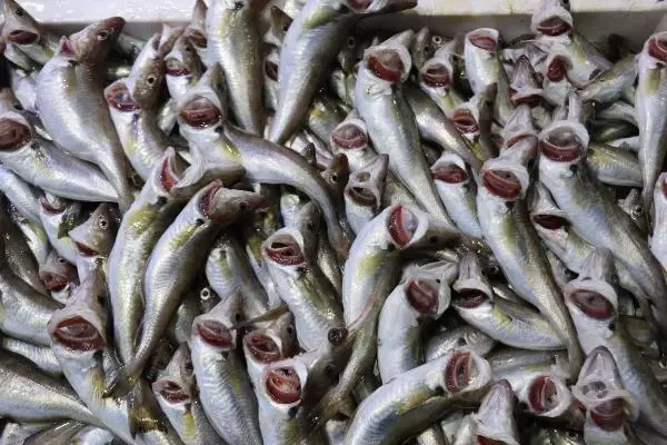 Samsun'da kısıtlamada balık satışı sürüyor Samsun'da kısıtlamada balık satışı sürüyor