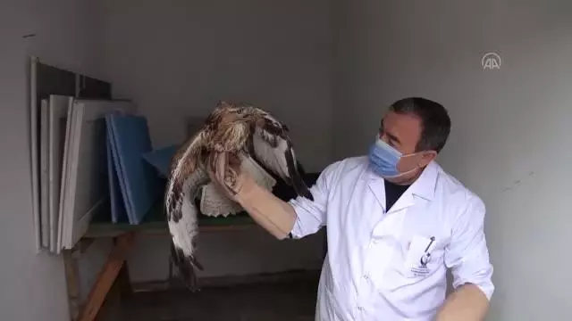 Silahla yaralanan kızıl şahin, tedavisinin ardından doğaya salındı Silahla yaralanan kızıl şahin, tedavisinin ardından doğaya salındı