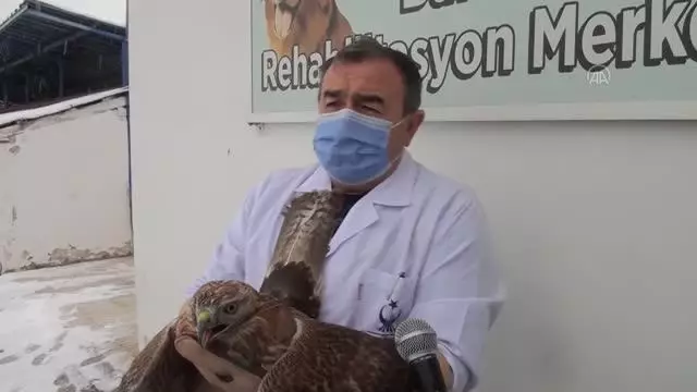Silahla yaralanan kızıl şahin, tedavisinin ardından doğaya salındı Silahla yaralanan kızıl şahin, tedavisinin ardından doğaya salındı