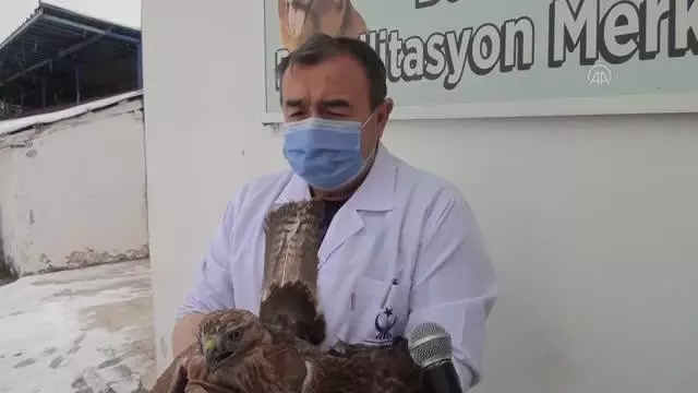 Silahla yaralanan kızıl şahin, tedavisinin ardından doğaya salındı Silahla yaralanan kızıl şahin, tedavisinin ardından doğaya salındı