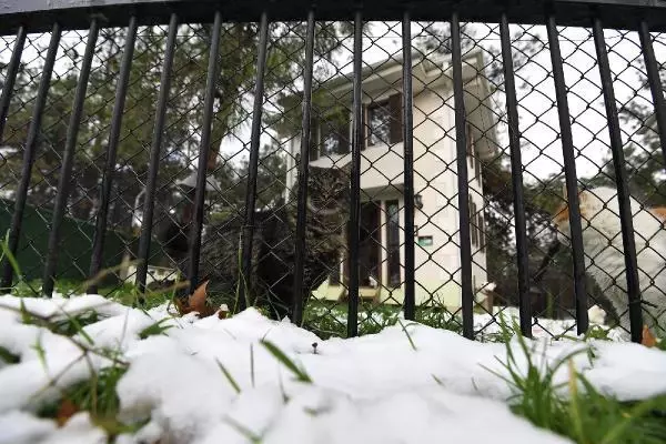 Sahipsiz kediler 'villa'daki sobanın başında kışın tadını çıkarıyor Sahipsiz kediler 'villa'daki sobanın başında kışın tadını çıkarıyor