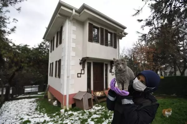 Sahipsiz kediler 'villa'daki sobanın başında kışın tadını çıkarıyor Sahipsiz kediler 'villa'daki sobanın başında kışın tadını çıkarıyor