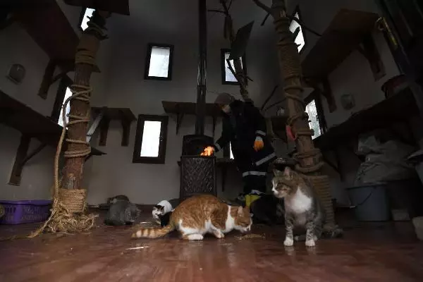 Sahipsiz kediler 'villa'daki sobanın başında kışın tadını çıkarıyor Sahipsiz kediler 'villa'daki sobanın başında kışın tadını çıkarıyor
