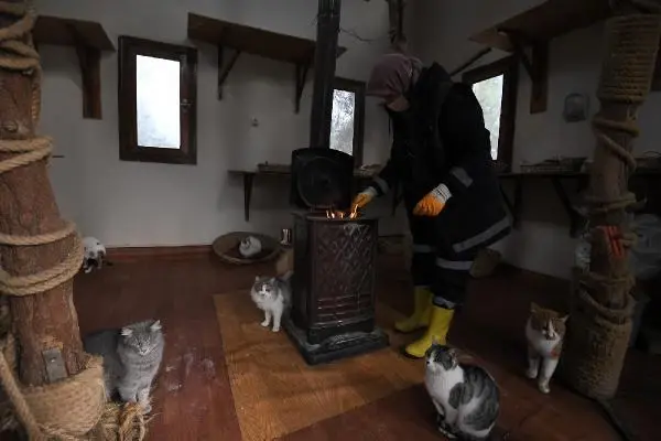 Sahipsiz kediler 'villa'daki sobanın başında kışın tadını çıkarıyor Sahipsiz kediler 'villa'daki sobanın başında kışın tadını çıkarıyor