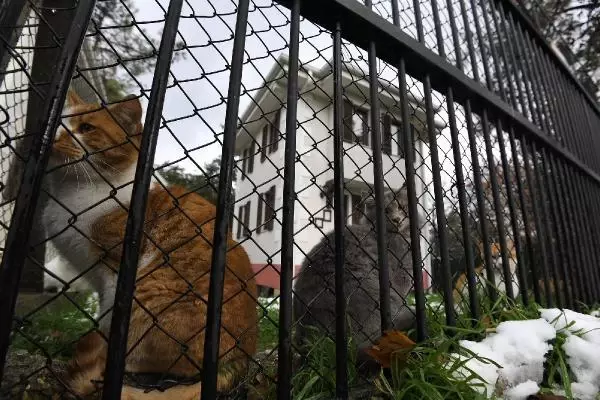 Sahipsiz kediler 'villa'daki sobanın başında kışın tadını çıkarıyor Sahipsiz kediler 'villa'daki sobanın başında kışın tadını çıkarıyor