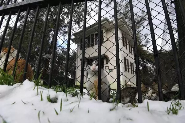 Sahipsiz kediler 'villa'daki sobanın başında kışın tadını çıkarıyor Sahipsiz kediler 'villa'daki sobanın başında kışın tadını çıkarıyor