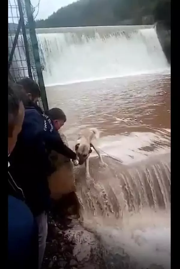 Su bendi üzerinde mahsur kalan köpek kurtarıldı Su bendi üzerinde mahsur kalan köpek kurtarıldı
