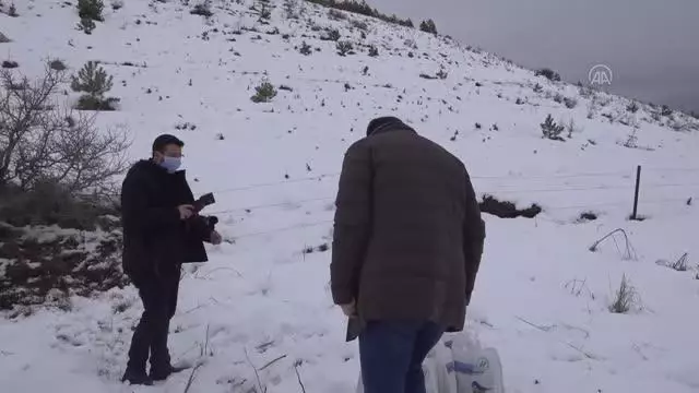 Yabani hayvanlar için doğaya yem bırakıldı Yabani hayvanlar için doğaya yem bırakıldı