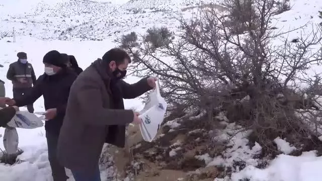 Yabani hayvanlar için doğaya yem bırakıldı Yabani hayvanlar için doğaya yem bırakıldı