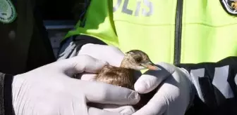 Yaralı kuşa polis şefkati