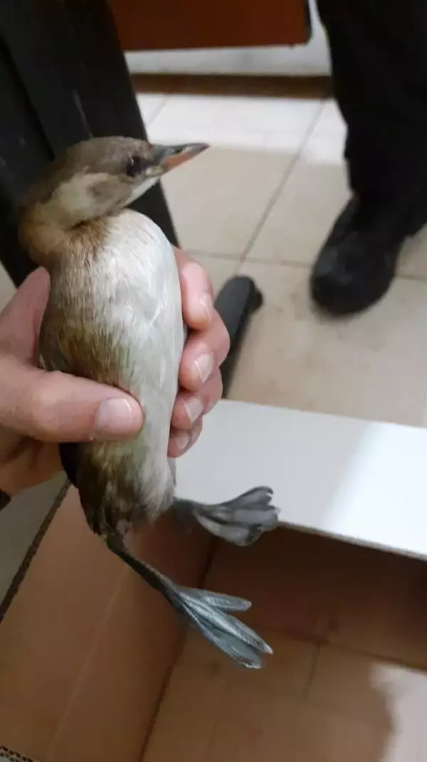 Yaralı kuşa polis şefkati Yaralı kuşa polis şefkati