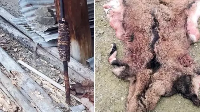 Avladıkları yaban keçisini döner yapıp yerken yakalanan kaçak avcılara 33 bin TL ceza Avladıkları yaban keçisini döner yapıp yerken yakalanan kaçak avcılara 33 bin TL ceza