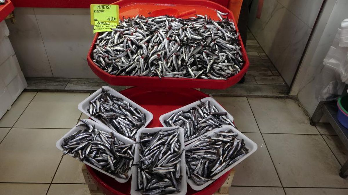 Balık fiyatları fırladı! Lüferin kilosu 200 liraya dayandı