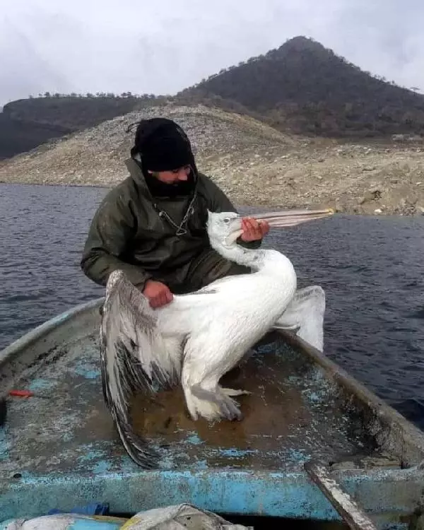 Baraj gölünde ağa takılan pelikan kurtarıldı Baraj gölünde ağa takılan pelikan kurtarıldı