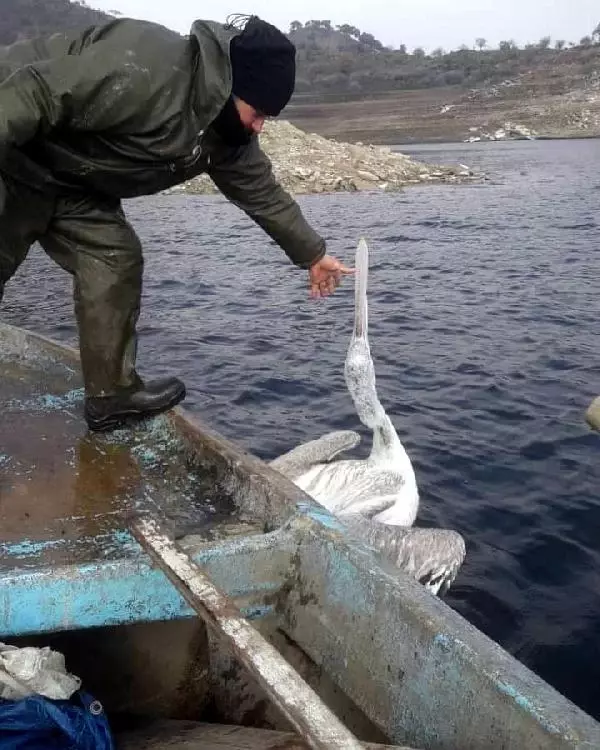 Baraj gölünde ağa takılan pelikan kurtarıldı Baraj gölünde ağa takılan pelikan kurtarıldı